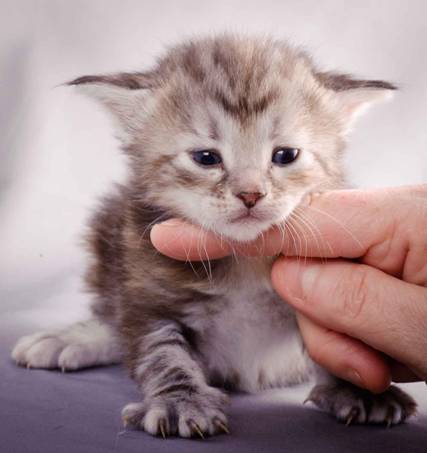 Description: J:\Pictures\K-kull\K-kull_3weeks\20101122_K-kull_3weeks_0058.jpg