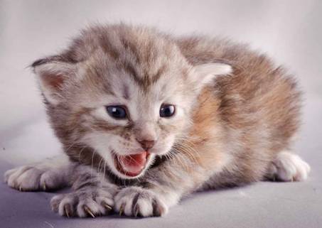 Description: J:\Pictures\K-kull\K-kull_3weeks\20101122_K-kull_3weeks_0057.jpg