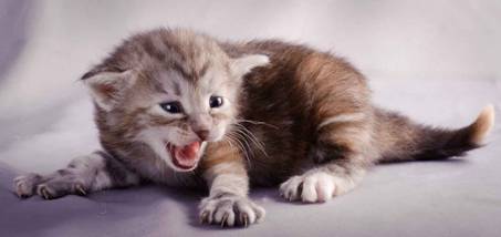 Description: J:\Pictures\K-kull\K-kull_3weeks\20101122_K-kull_3weeks_0065.jpg