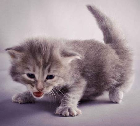 Description: J:\Pictures\K-kull\K-kull_3weeks\20101122_K-kull_3weeks_0080.jpg