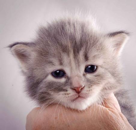 Description: J:\Pictures\K-kull\K-kull_3weeks\20101122_K-kull_3weeks_0079.jpg