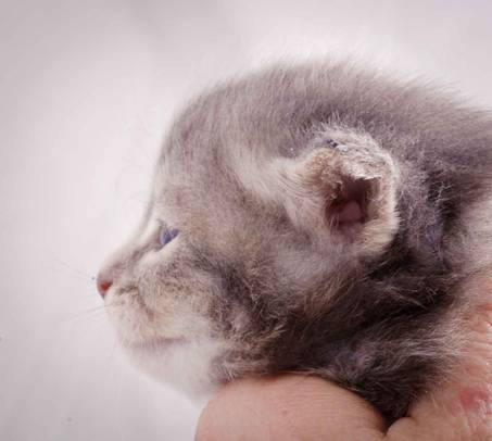 Description: J:\Pictures\K-kull\K-kull_3weeks\20101122_K-kull_3weeks_0078.jpg