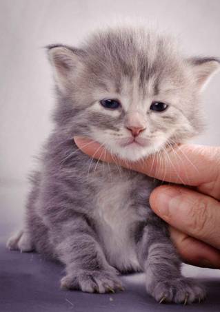 Description: J:\Pictures\K-kull\K-kull_3weeks\20101122_K-kull_3weeks_0077.jpg