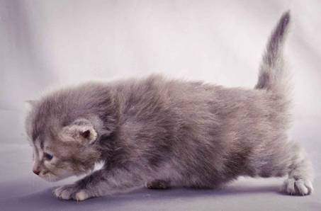 Description: J:\Pictures\K-kull\K-kull_3weeks\20101122_K-kull_3weeks_0084.jpg