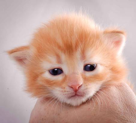 Description: J:\Pictures\K-kull\K-kull_3weeks\20101122_K-kull_3weeks_0093.jpg