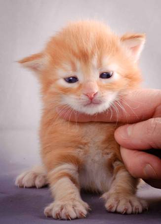 Description: J:\Pictures\K-kull\K-kull_3weeks\20101122_K-kull_3weeks_0091.jpg