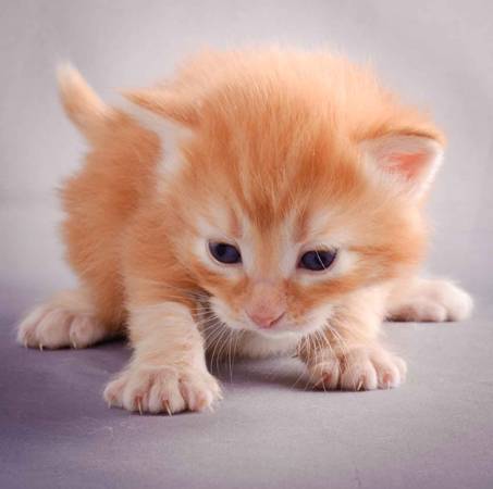 Description: J:\Pictures\K-kull\K-kull_3weeks\20101122_K-kull_3weeks_0088.jpg