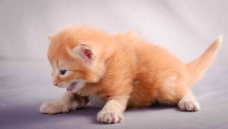 Description: J:\Pictures\K-kull\K-kull_3weeks\20101122_K-kull_3weeks_0097.jpg