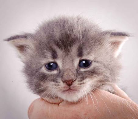 Description: J:\Pictures\K-kull\K-kull_3weeks\20101122_K-kull_3weeks_0109.jpg