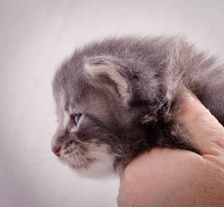 Description: J:\Pictures\K-kull\K-kull_3weeks\20101122_K-kull_3weeks_0108.jpg