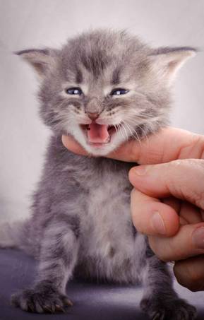 Description: J:\Pictures\K-kull\K-kull_3weeks\20101122_K-kull_3weeks_0104.jpg