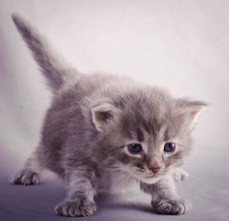 Description: J:\Pictures\K-kull\K-kull_3weeks\20101122_K-kull_3weeks_0102.jpg