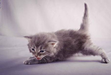 Description: J:\Pictures\K-kull\K-kull_3weeks\20101122_K-kull_3weeks_0112.jpg