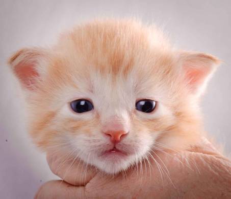 Description: J:\Pictures\K-kull\K-kull_3weeks\20101122_K-kull_3weeks_0125.jpg