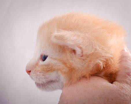 Description: J:\Pictures\K-kull\K-kull_3weeks\20101122_K-kull_3weeks_0124.jpg