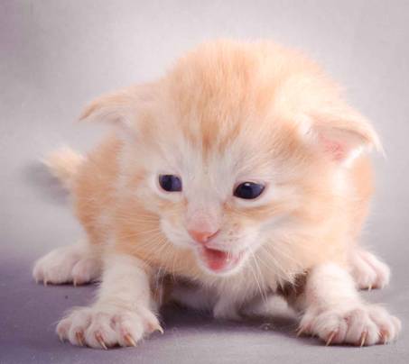 Description: J:\Pictures\K-kull\K-kull_3weeks\20101122_K-kull_3weeks_0116.jpg