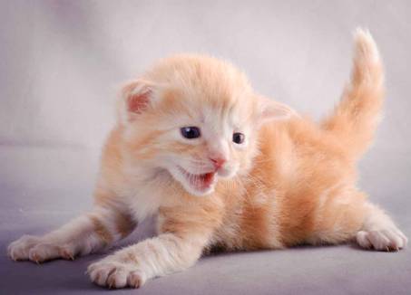 Description: J:\Pictures\K-kull\K-kull_3weeks\20101122_K-kull_3weeks_0127.jpg