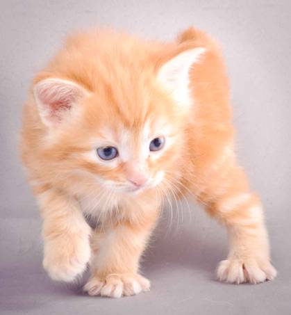 Description: J:\Pictures\K-kull\K-kull_4weeks\20101129_K-kull_4weeks_005.jpg