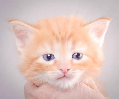 Description: J:\Pictures\K-kull\K-kull_4weeks\20101129_K-kull_4weeks_004.jpg