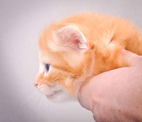 Description: J:\Pictures\K-kull\K-kull_4weeks\20101129_K-kull_4weeks_003.jpg