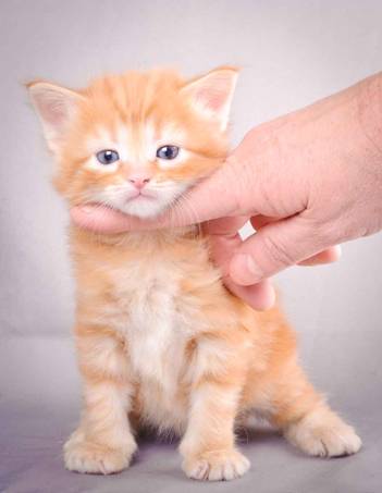 Description: J:\Pictures\K-kull\K-kull_4weeks\20101129_K-kull_4weeks_002.jpg