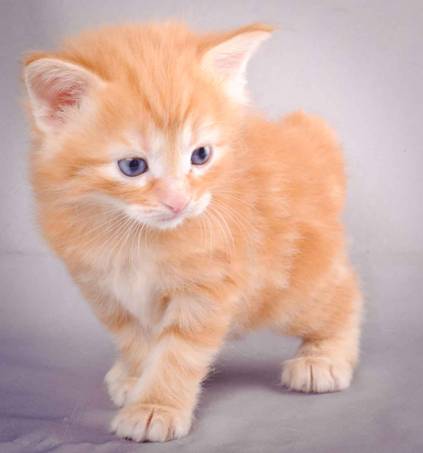 Description: J:\Pictures\K-kull\K-kull_4weeks\20101129_K-kull_4weeks_001.jpg