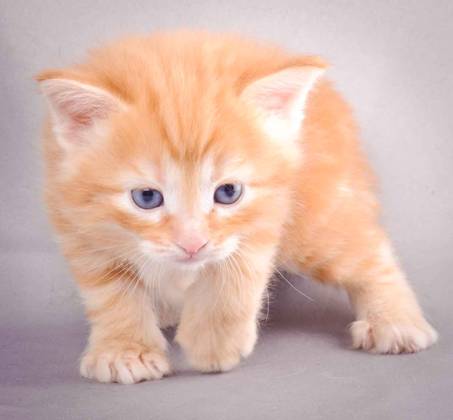 Description: J:\Pictures\K-kull\K-kull_4weeks\20101129_K-kull_4weeks_006.jpg