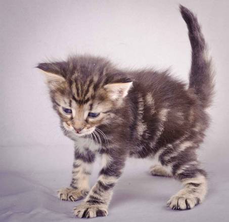 Description: J:\Pictures\K-kull\K-kull_4weeks\20101129_K-kull_4weeks_017.jpg