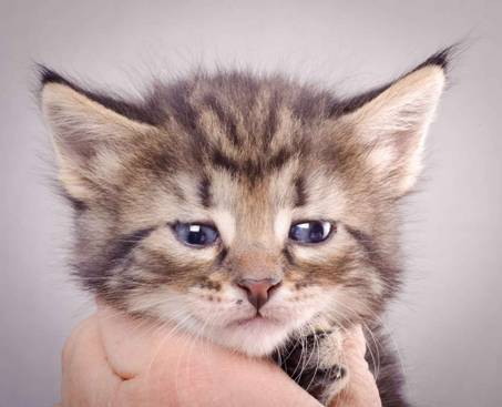 Description: J:\Pictures\K-kull\K-kull_4weeks\20101129_K-kull_4weeks_016.jpg