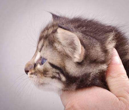 Description: J:\Pictures\K-kull\K-kull_4weeks\20101129_K-kull_4weeks_015.jpg