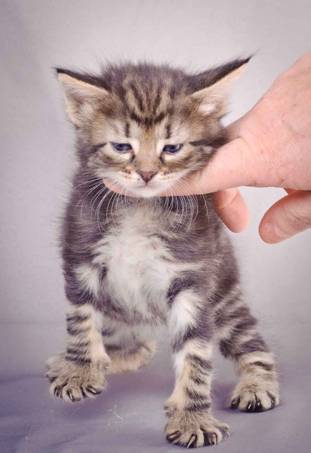 Description: J:\Pictures\K-kull\K-kull_4weeks\20101129_K-kull_4weeks_014.jpg