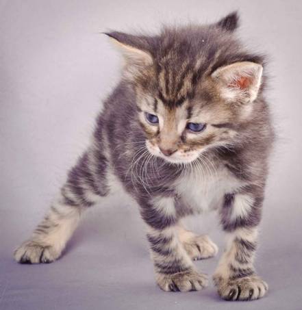 Description: J:\Pictures\K-kull\K-kull_4weeks\20101129_K-kull_4weeks_013.jpg