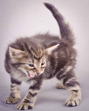 Description: J:\Pictures\K-kull\K-kull_4weeks\20101129_K-kull_4weeks_018.jpg