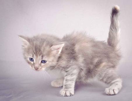 Description: J:\Pictures\K-kull\K-kull_4weeks\20101129_K-kull_4weeks_011.jpg