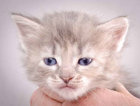 Description: J:\Pictures\K-kull\K-kull_4weeks\20101129_K-kull_4weeks_010.jpg