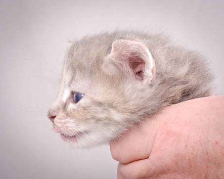 Description: J:\Pictures\K-kull\K-kull_4weeks\20101129_K-kull_4weeks_009.jpg