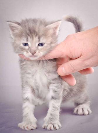 Description: J:\Pictures\K-kull\K-kull_4weeks\20101129_K-kull_4weeks_008.jpg