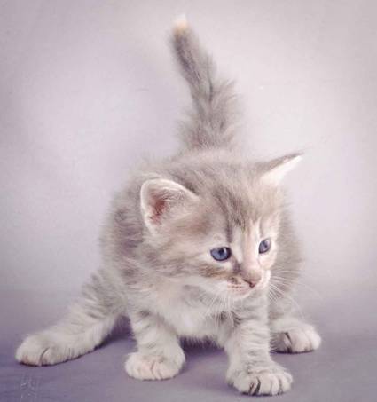 Description: J:\Pictures\K-kull\K-kull_4weeks\20101129_K-kull_4weeks_007.jpg