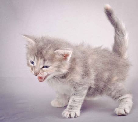 Description: J:\Pictures\K-kull\K-kull_4weeks\20101129_K-kull_4weeks_012.jpg