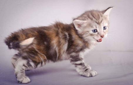 Description: J:\Pictures\K-kull\K-kull_4weeks\20101129_K-kull_4weeks_047.jpg