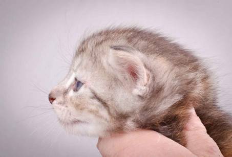 Description: J:\Pictures\K-kull\K-kull_4weeks\20101129_K-kull_4weeks_045.jpg