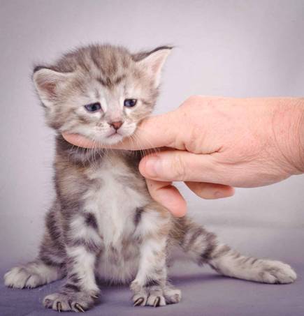 Description: J:\Pictures\K-kull\K-kull_4weeks\20101129_K-kull_4weeks_044.jpg