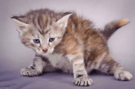 Description: J:\Pictures\K-kull\K-kull_4weeks\20101129_K-kull_4weeks_043.jpg