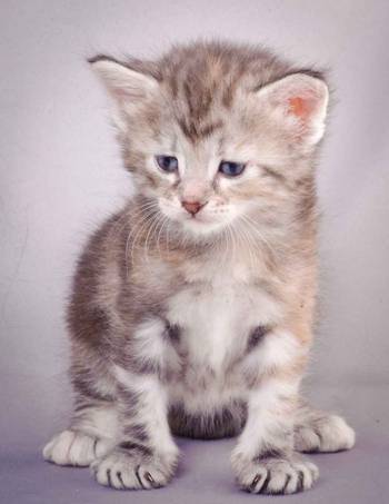 Description: J:\Pictures\K-kull\K-kull_4weeks\20101129_K-kull_4weeks_048.jpg