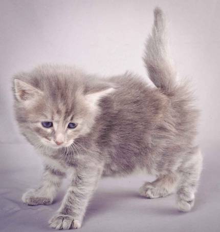 Description: J:\Pictures\K-kull\K-kull_4weeks\20101129_K-kull_4weeks_023.jpg