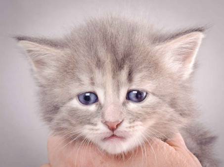 Description: J:\Pictures\K-kull\K-kull_4weeks\20101129_K-kull_4weeks_022.jpg