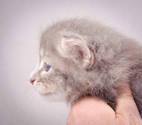 Description: J:\Pictures\K-kull\K-kull_4weeks\20101129_K-kull_4weeks_021.jpg