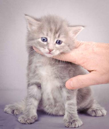 Description: J:\Pictures\K-kull\K-kull_4weeks\20101129_K-kull_4weeks_020.jpg