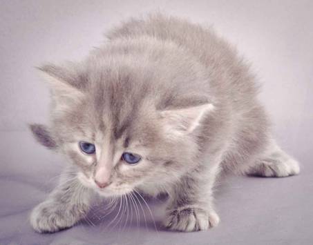 Description: J:\Pictures\K-kull\K-kull_4weeks\20101129_K-kull_4weeks_019.jpg