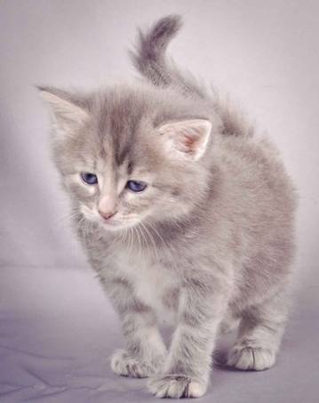 Description: J:\Pictures\K-kull\K-kull_4weeks\20101129_K-kull_4weeks_024.jpg